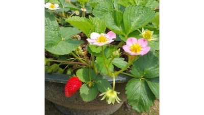 🍓 맛있는 관하딸기 득템! 꿀팁 대방출 ✨